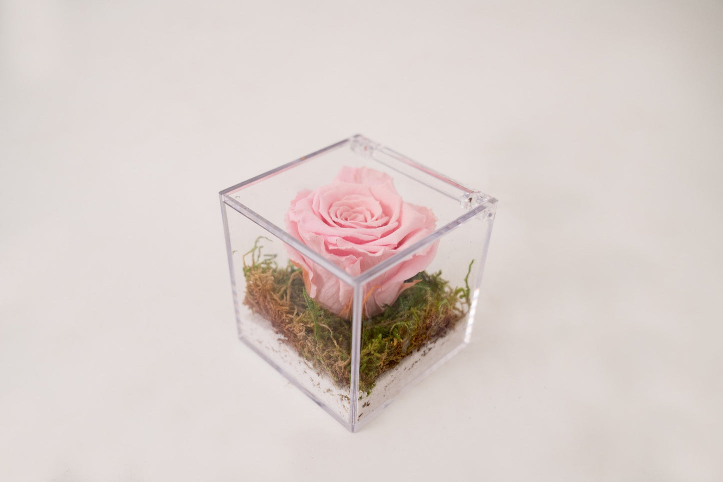 Rosa Stabilizzata Rosa