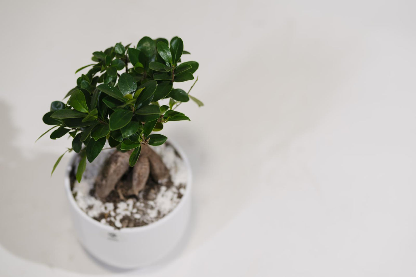 Ficus Ginseng