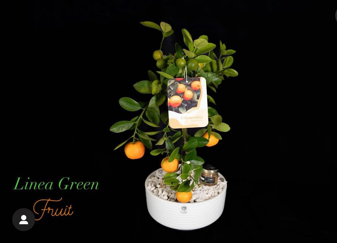 CALAMONDINO