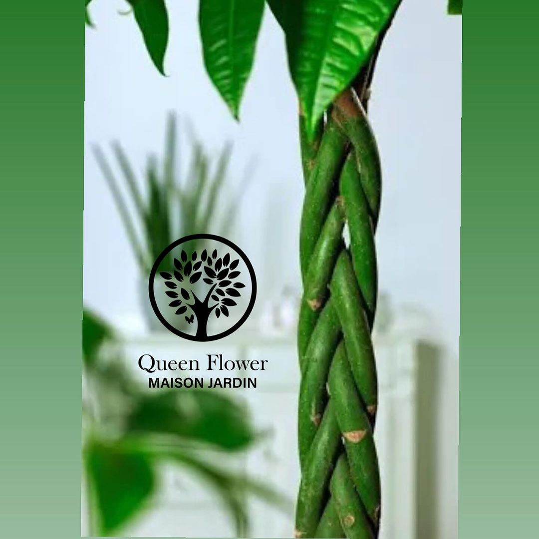 PACHIRA ACQUATICA