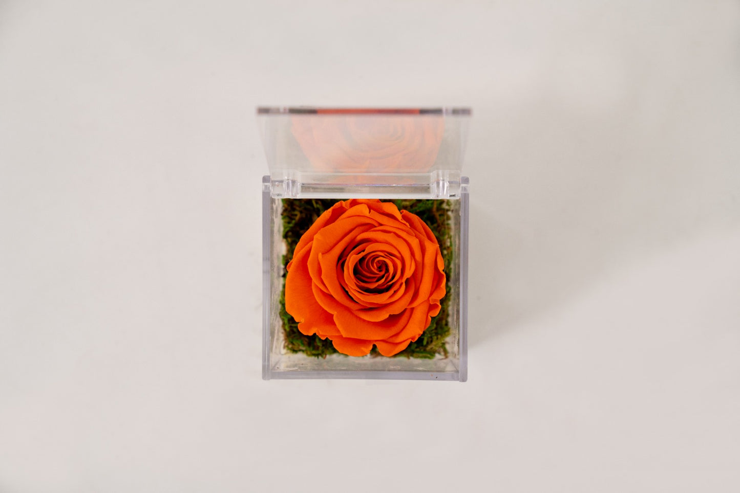 Rosa Stabilizzata Arancione