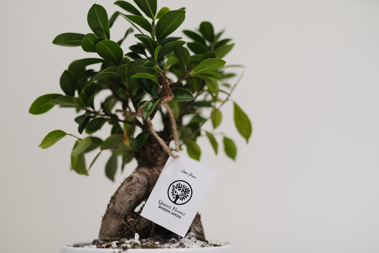 Ficus Ginseng