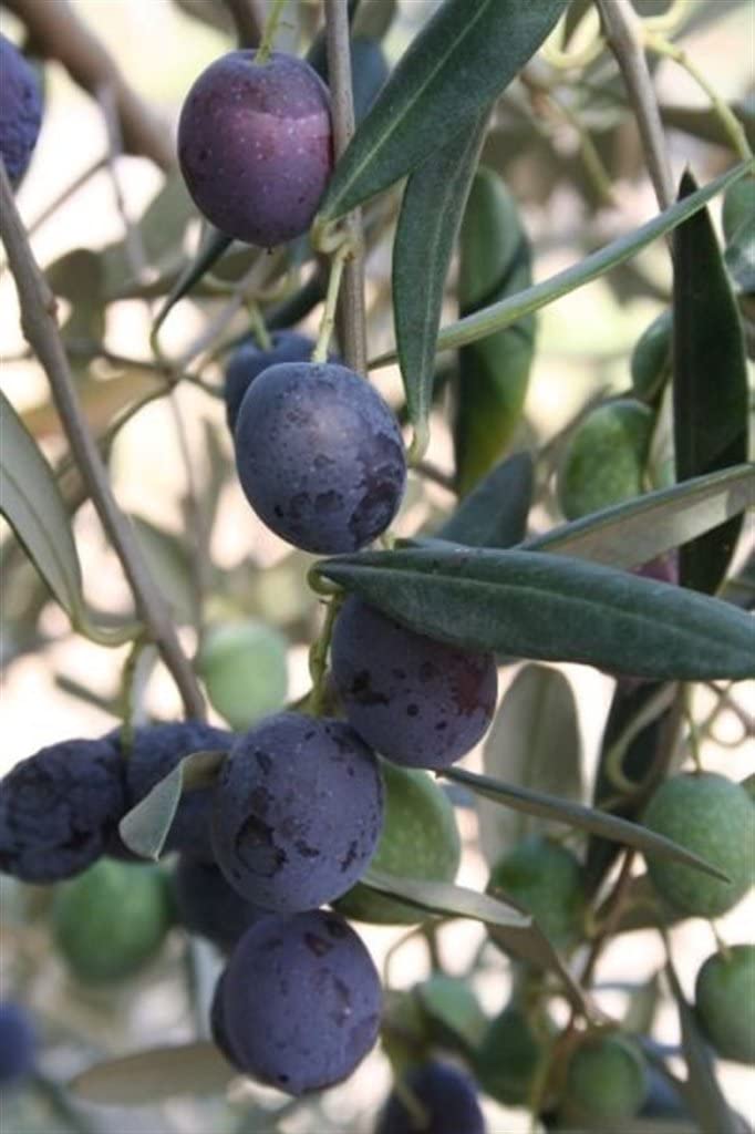 ULIVO CULTIVAR DOLCE NOLCA