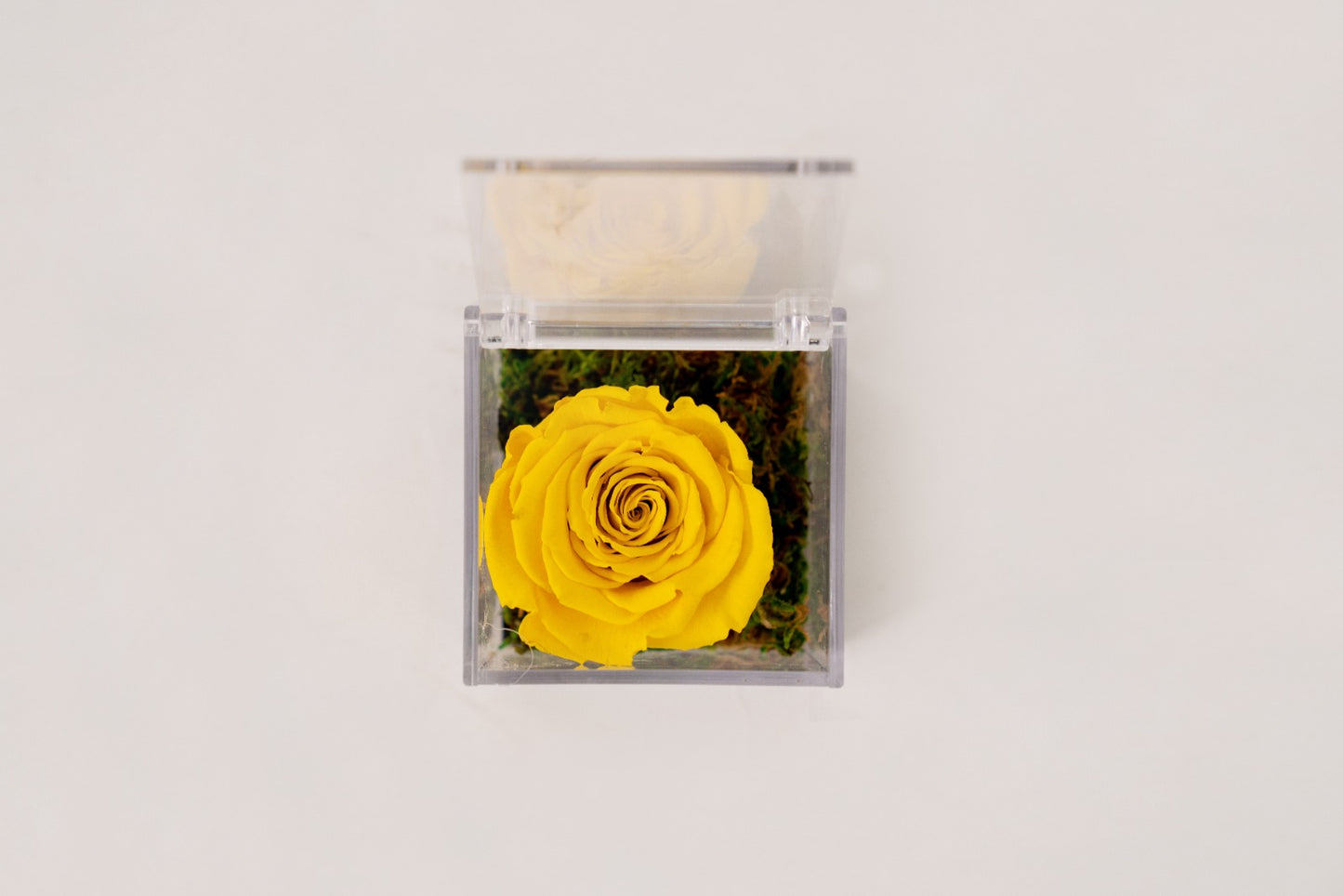 Rosa Stabilizzata Gialla