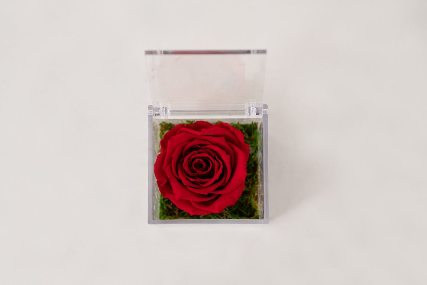 Rosa Stabilizzata Rossa