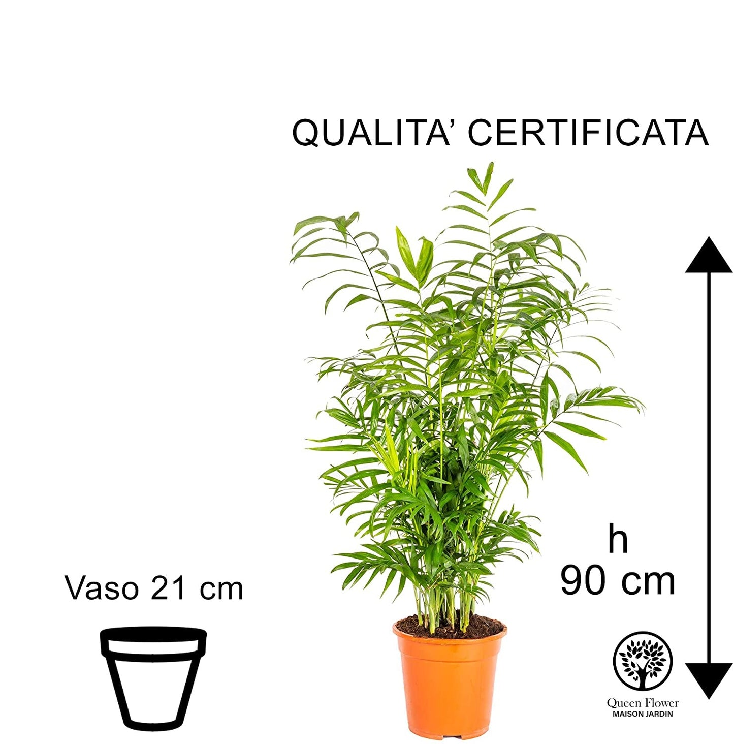 CHAMAERODEA