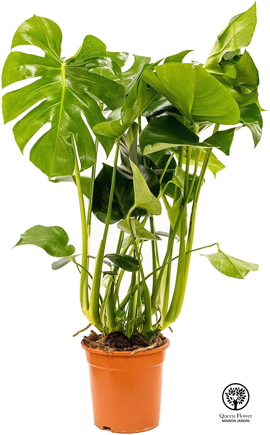 MONSTERA DELICIOSA