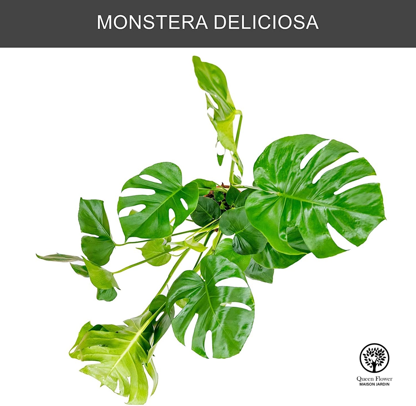 MONSTERA DELICIOSA