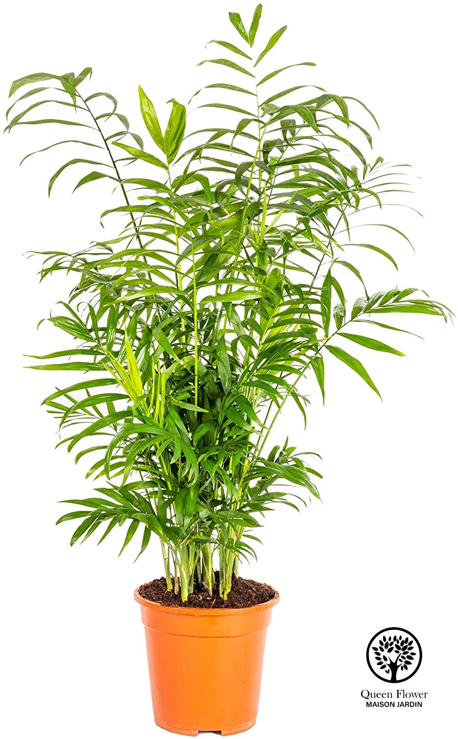 CHAMAERODEA