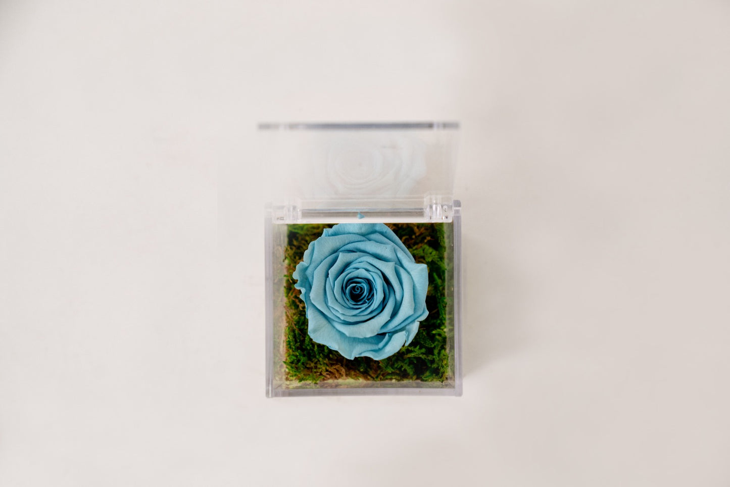 Rosa Stabilizzata Blu