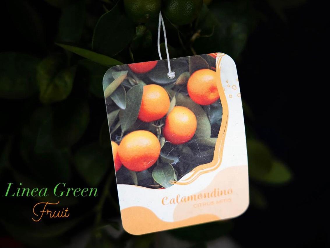 CALAMONDINO
