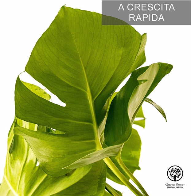 MONSTERA DELICIOSA