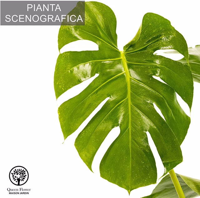 MONSTERA DELICIOSA
