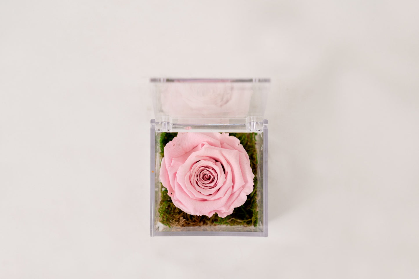 Rosa Stabilizzata Rosa
