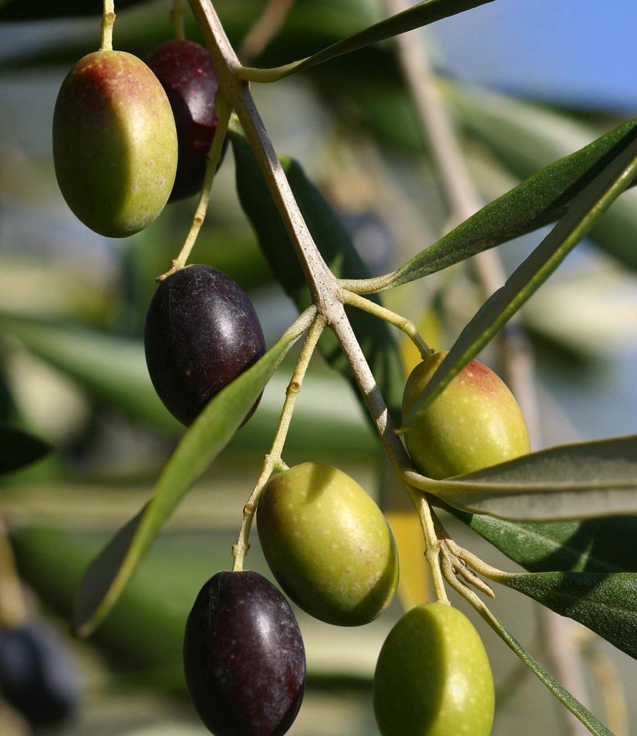 ULIVO CULTIVAR VARIETA FRANTOIANA