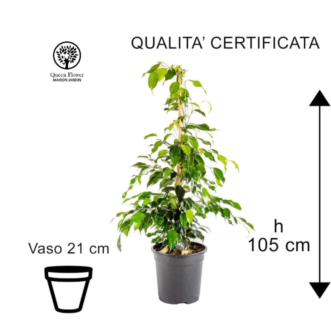 FICUS BENJAMIN