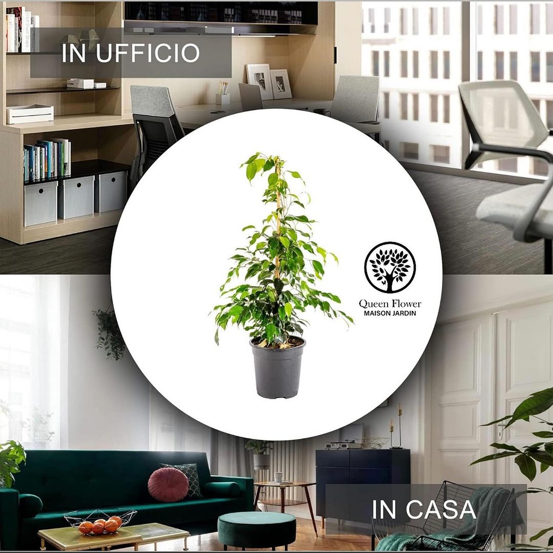 FICUS BENJAMIN