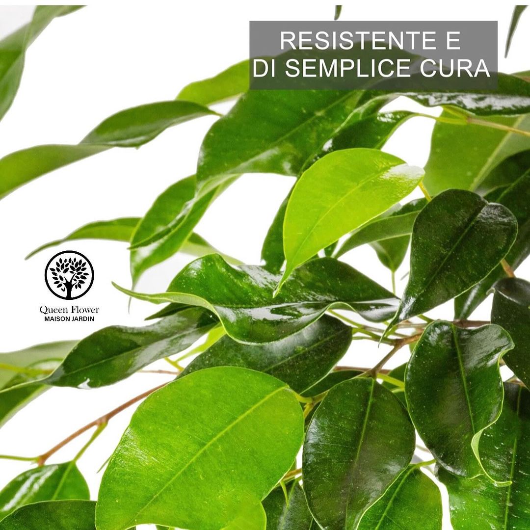 FICUS BENJAMIN
