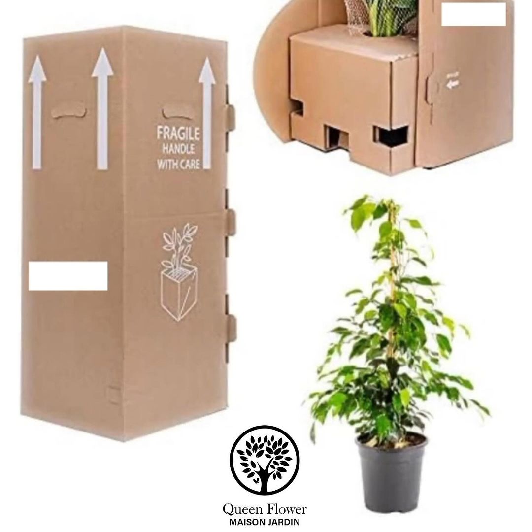 FICUS BENJAMIN