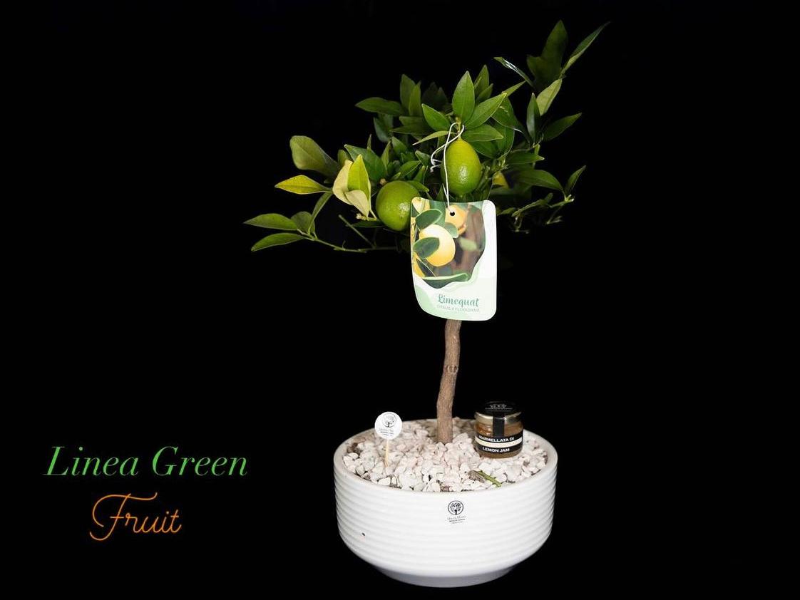 LIMEQUAT