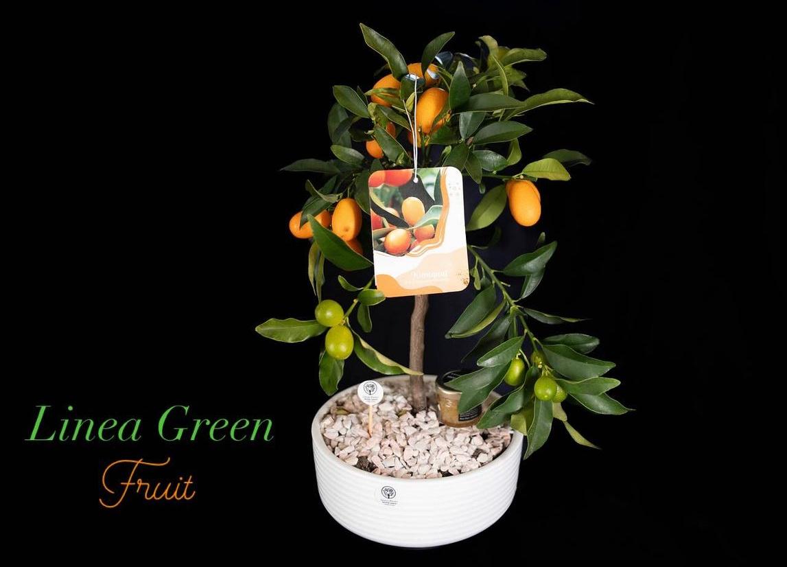 KUMQUAT