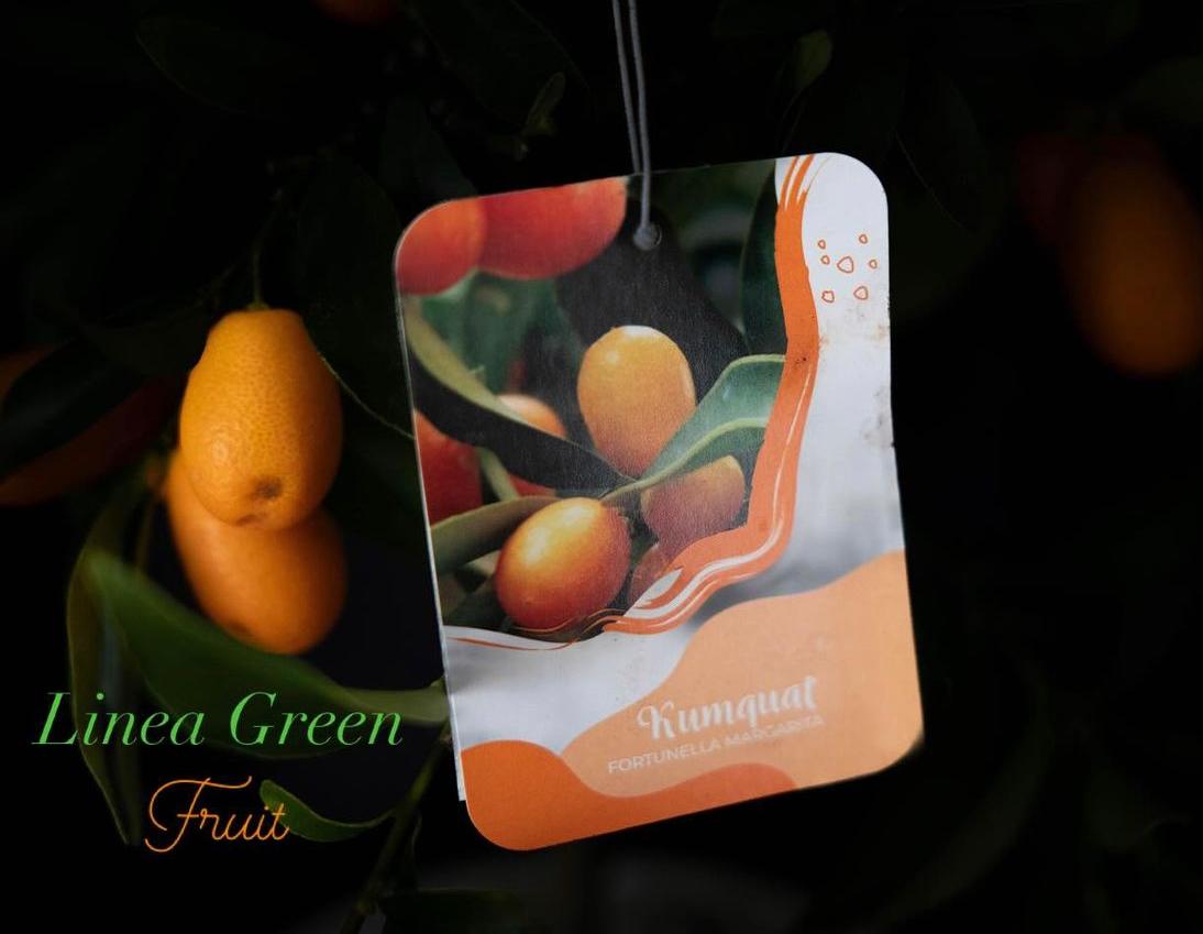 KUMQUAT