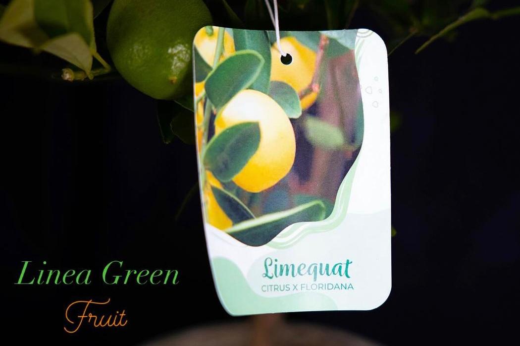 LIMEQUAT