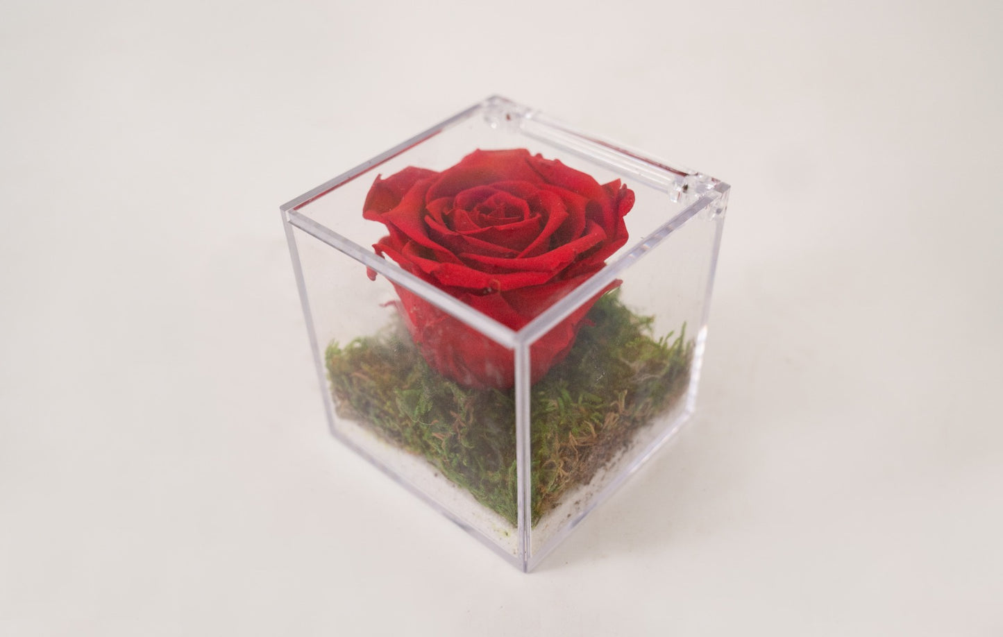Rosa Stabilizzata Rossa