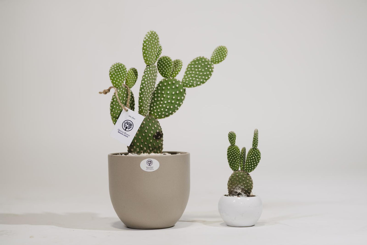 OPUNTIA MICRODAYS