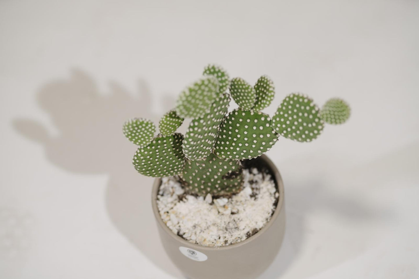 OPUNTIA MICRODAYS