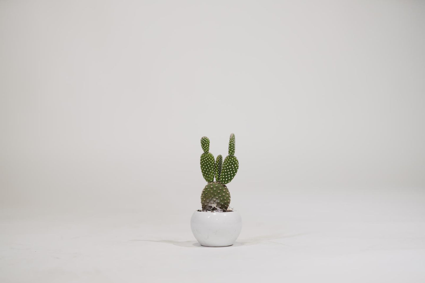 OPUNTIA MICRODAYS