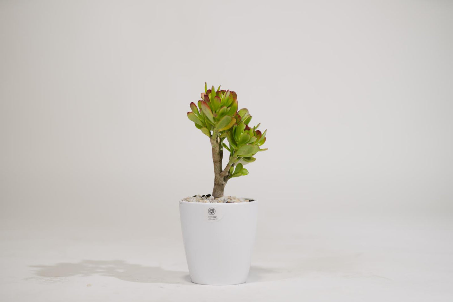 ALBERO DI GIADA
