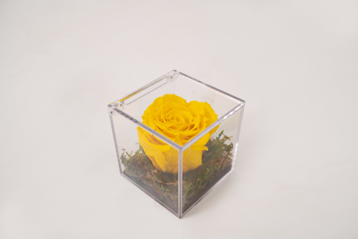 Rosa Stabilizzata Gialla