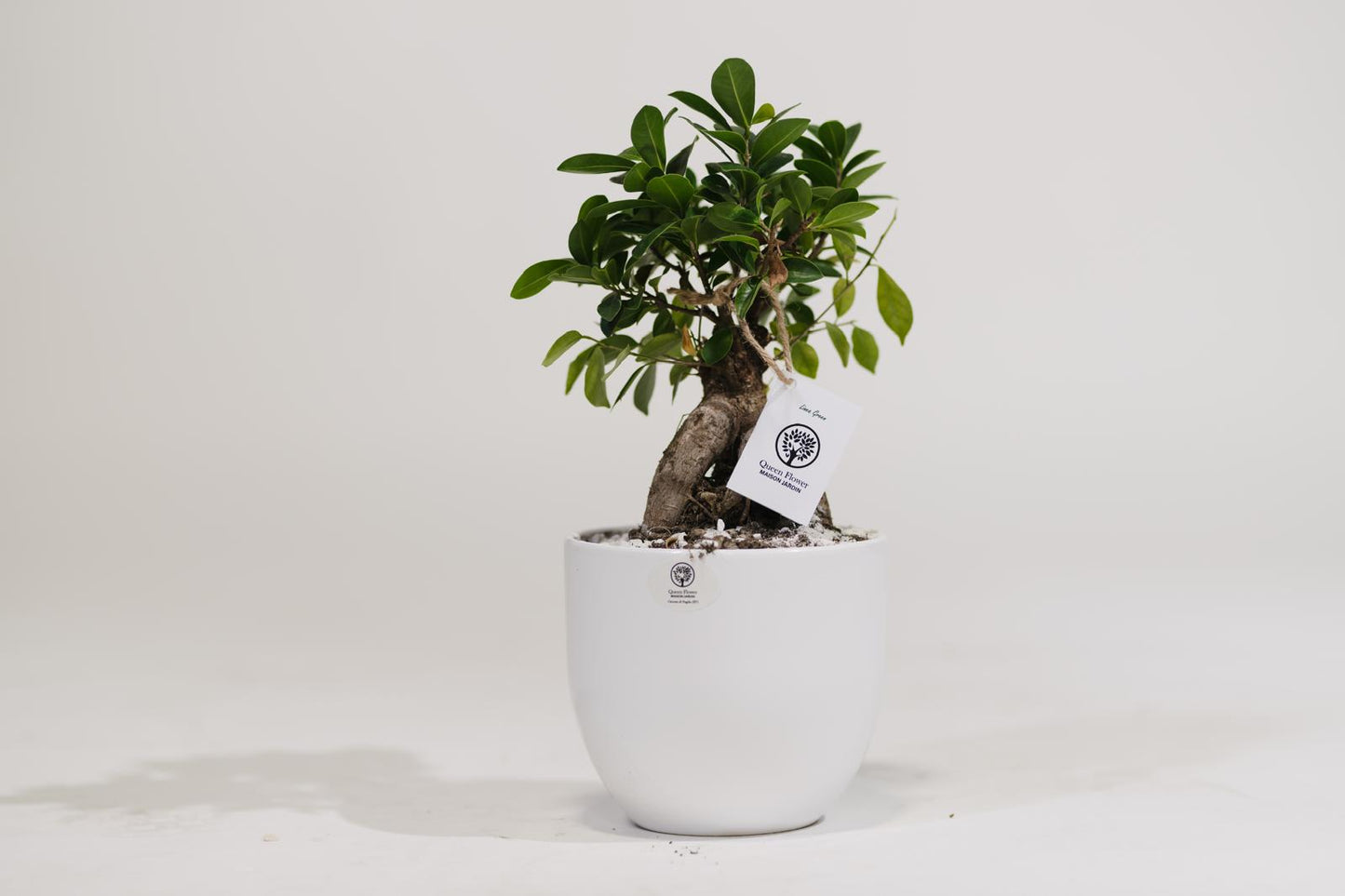 Ficus Ginseng