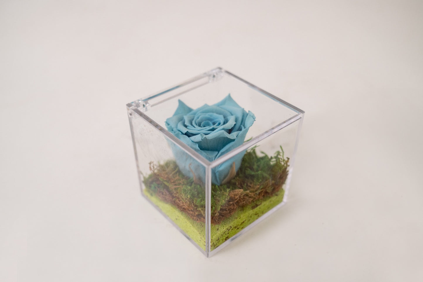 Rosa Stabilizzata Blu