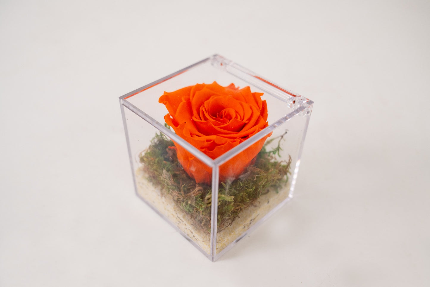 Rosa Stabilizzata Arancione