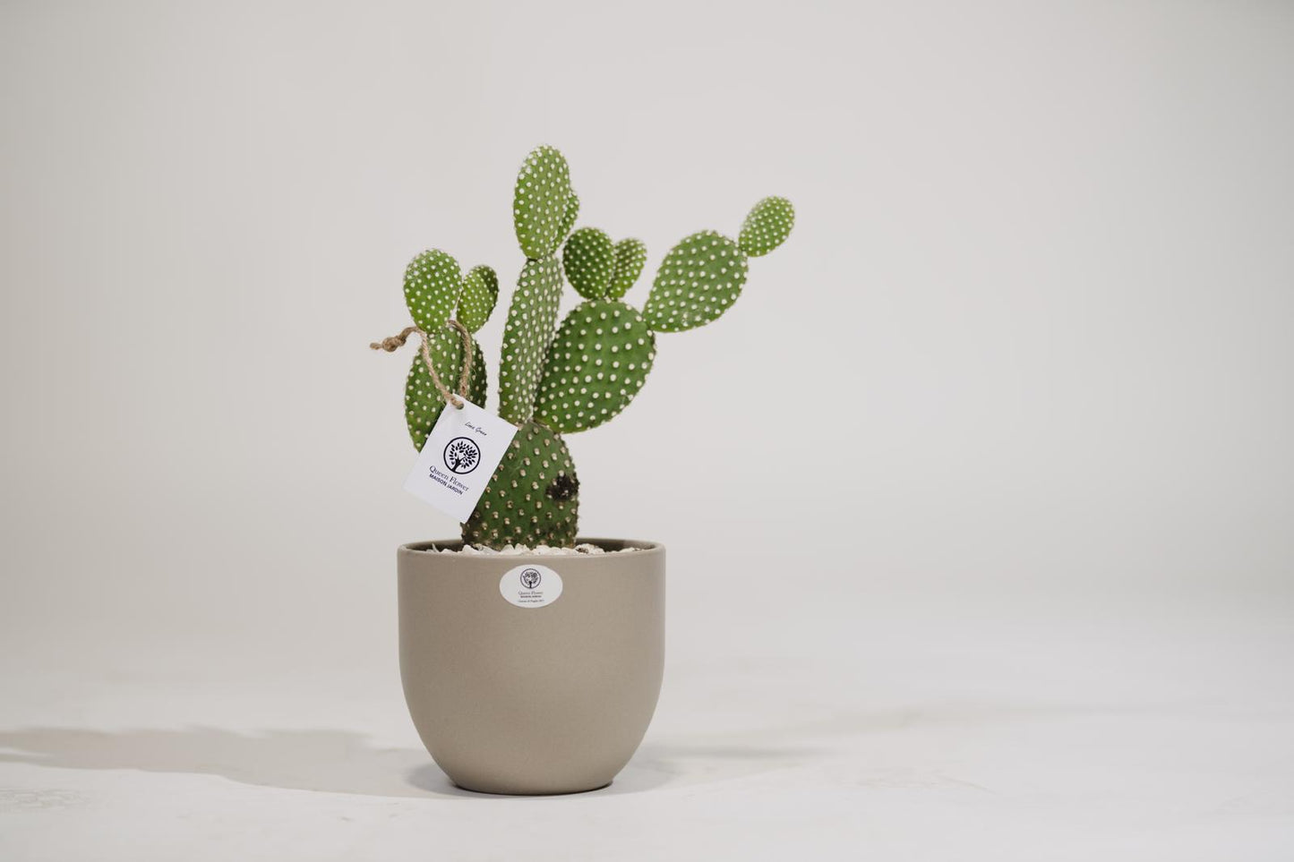 OPUNTIA MICRODAYS