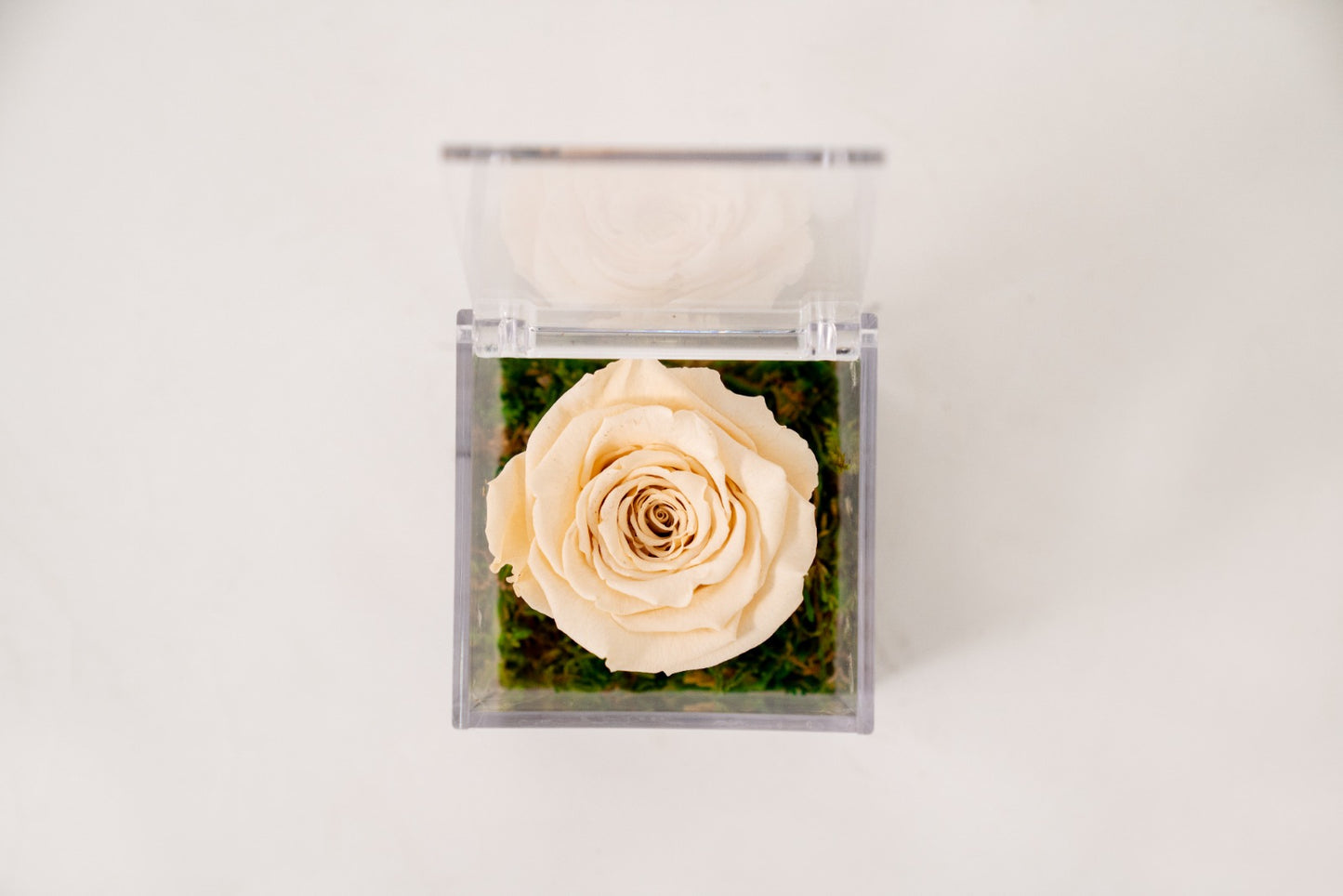 Rosa Stabilizzata Beige