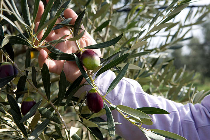 ULIVO CULTIVAR BELLA DI CERIGNOLA